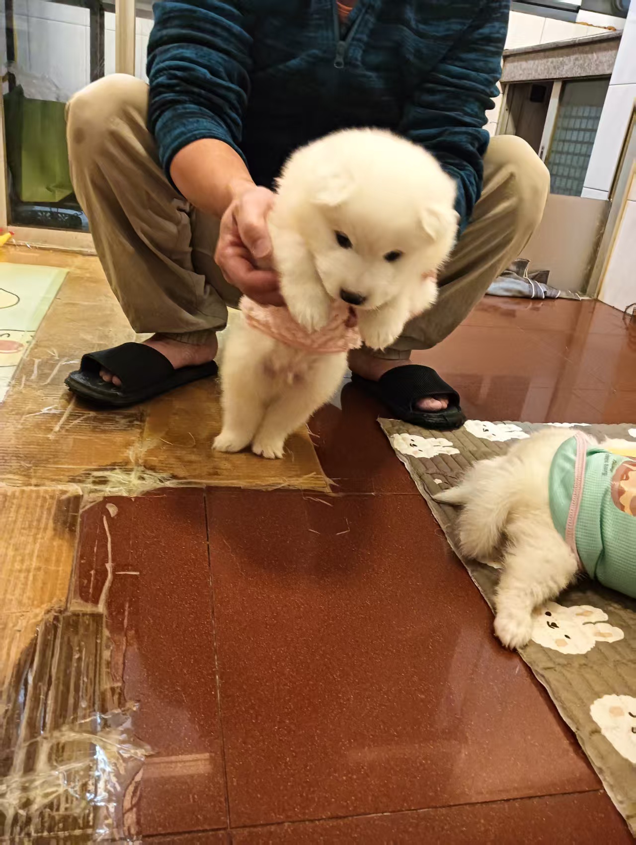 驱虫做齐，平时喂的是幼犬粮，性格特别黏人，一喊就凑过来蹭手～